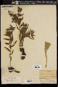 Lithospermum californicum image