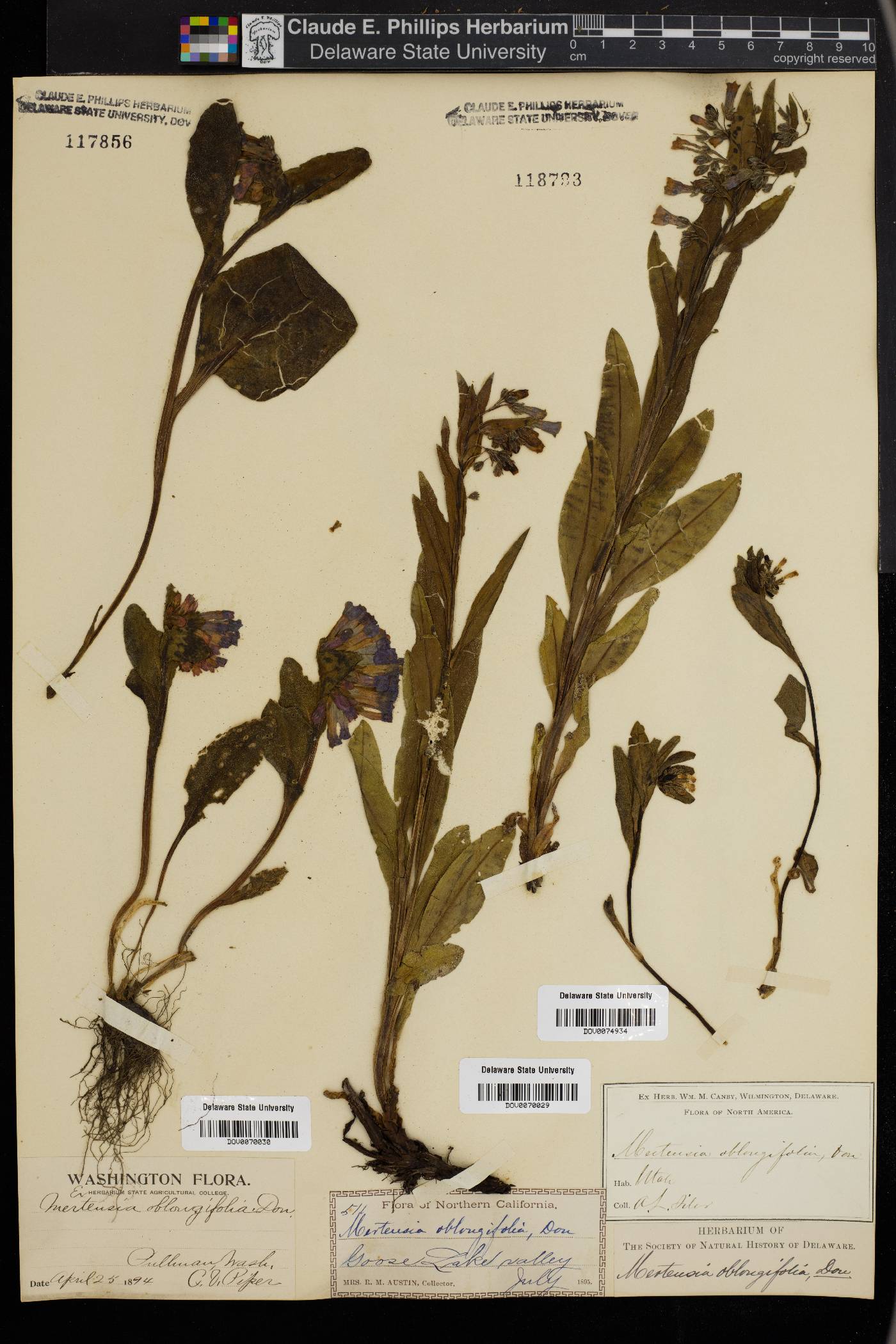 Mertensia oblongifolia image