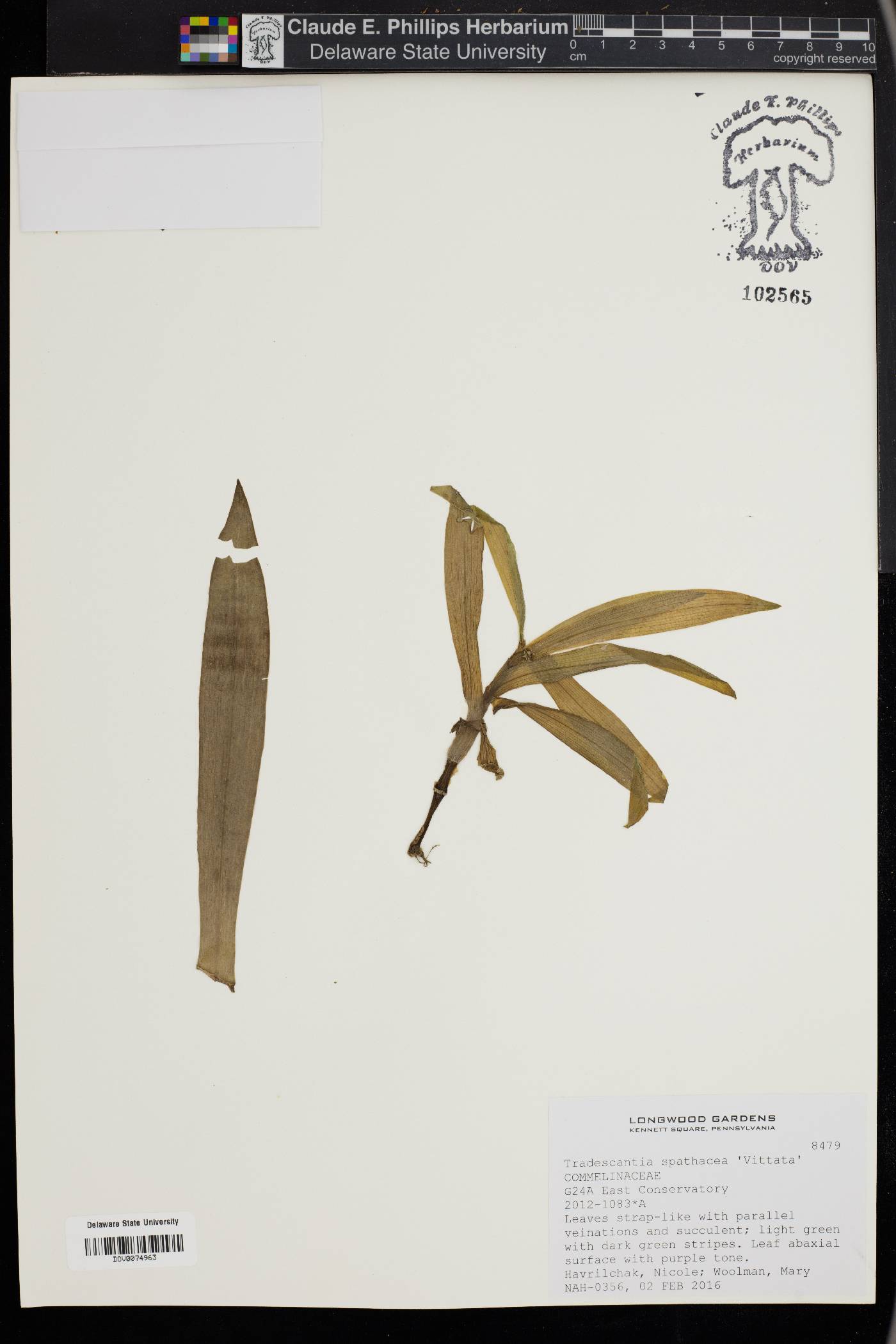 Tradescantia spathacea image
