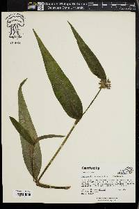 Tradescantia subaspera image