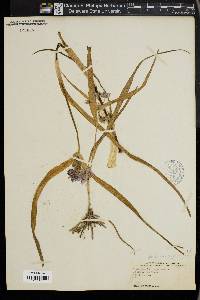 Tradescantia virginiana image