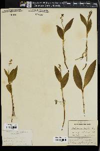 Maianthemum trifolium image