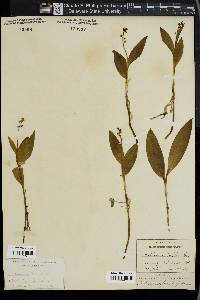 Maianthemum trifolium image