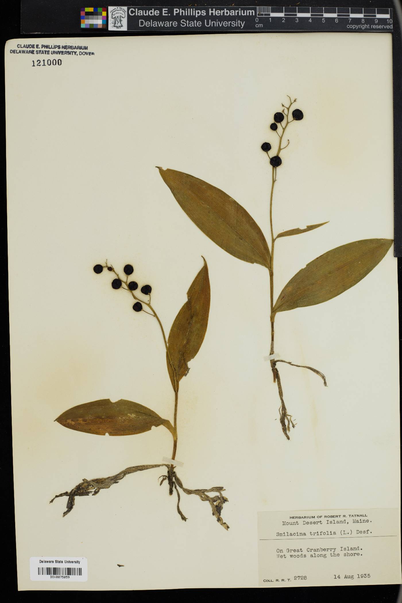 Maianthemum trifolium image