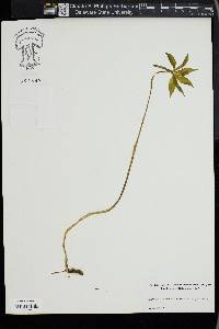 Medeola virginiana image