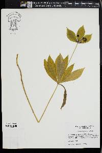 Medeola virginiana image