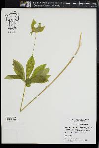 Medeola virginiana image