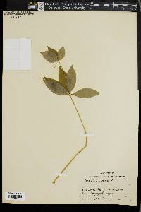 Medeola virginiana image