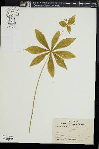 Medeola virginiana image