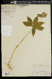 Medeola virginiana image