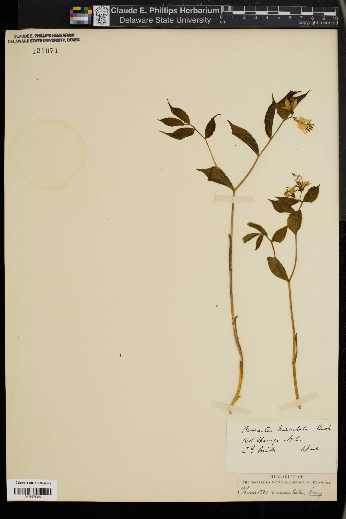 Prosartes maculata image