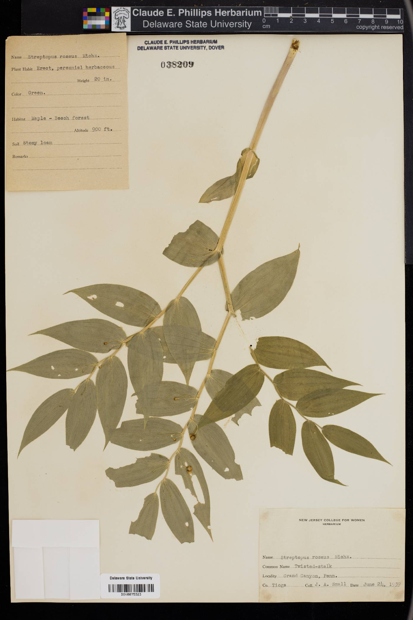 Streptopus lanceolatus image