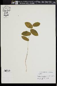 Uvularia perfoliata image