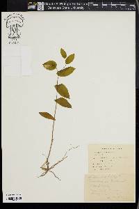 Uvularia perfoliata image