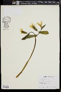 Uvularia perfoliata image