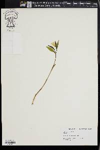 Uvularia sessilifolia image