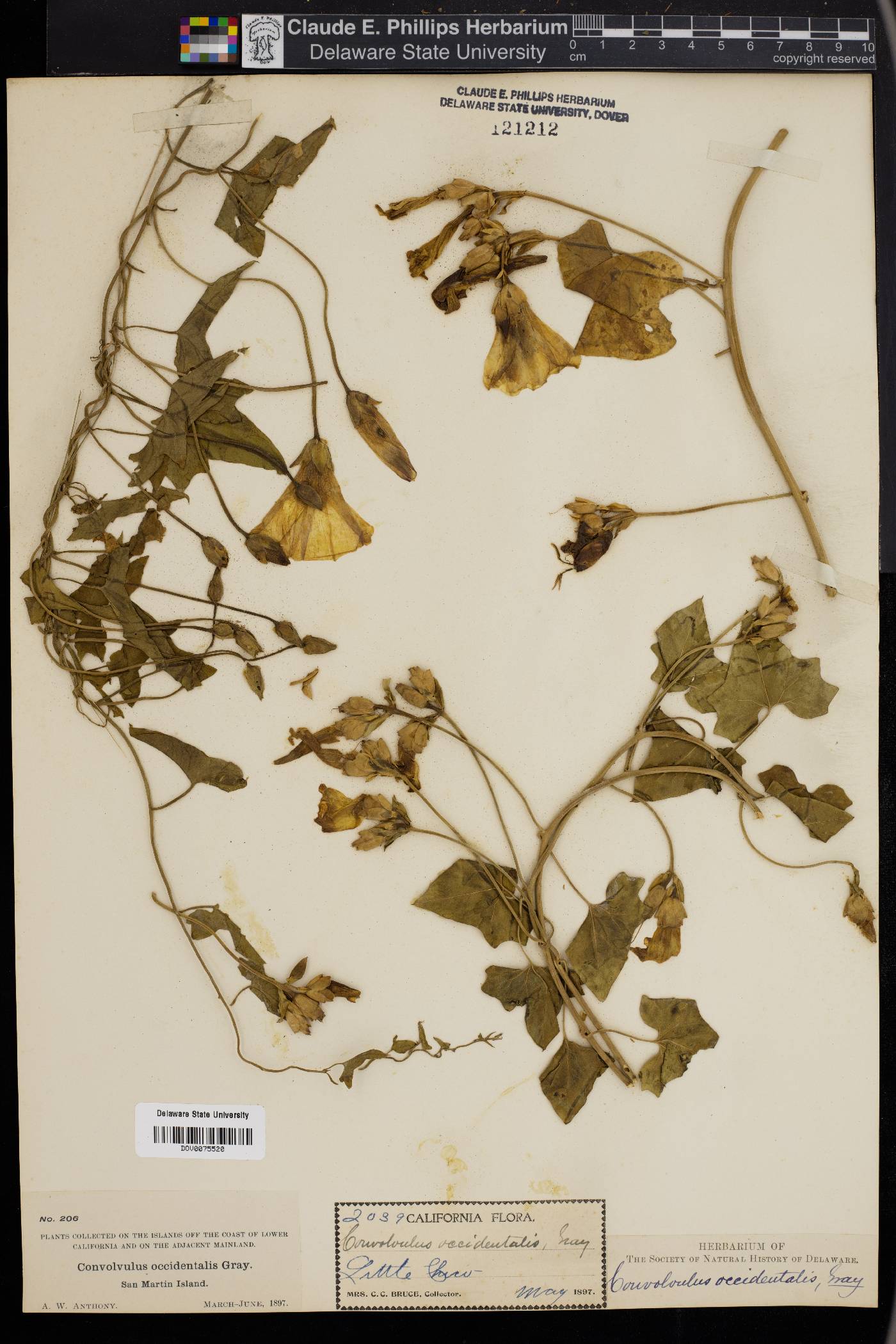 Calystegia occidentalis image