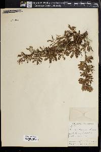 Cuscuta americana image