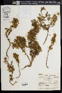 Cuscuta approximata image