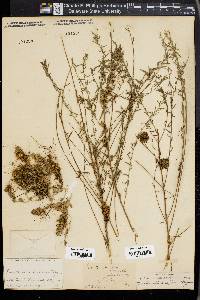 Cuscuta ceanothi image