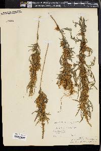 Cuscuta cuspidata image