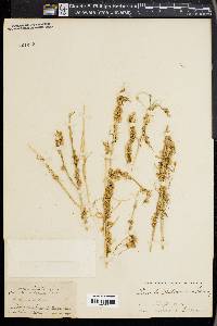 Cuscuta epithymum image