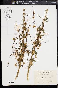 Cuscuta europaea image