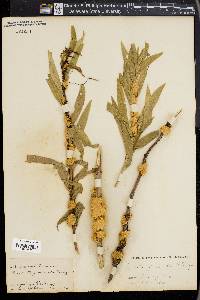 Cuscuta glomerata image