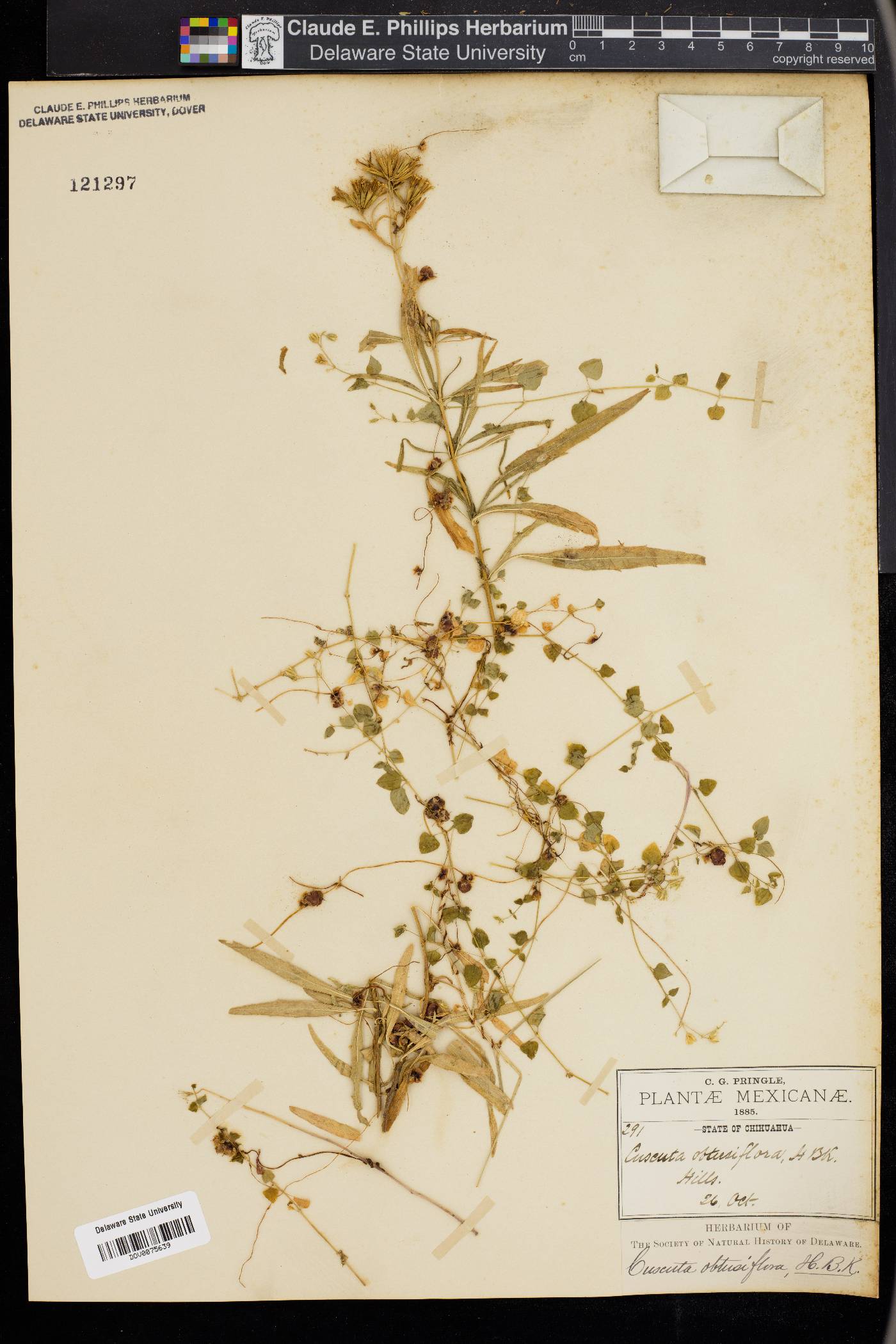 Cuscuta obtusiflora image