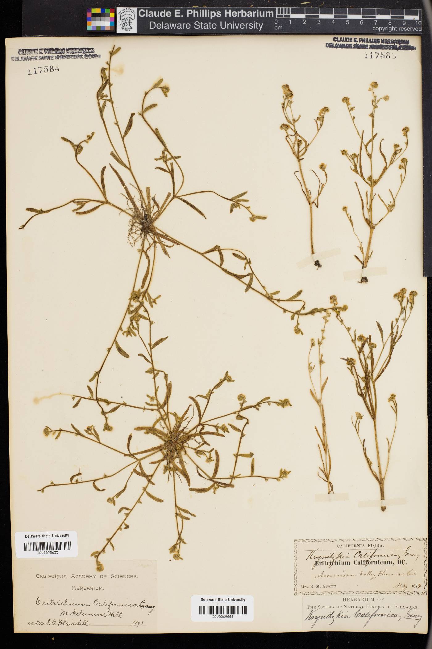 Krynitzkia californica image