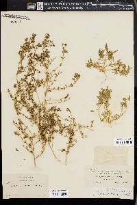 Atriplex microcarpa image