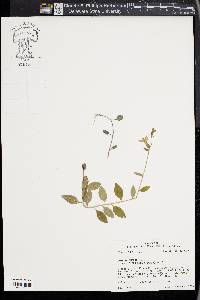 Lobelia amoena image