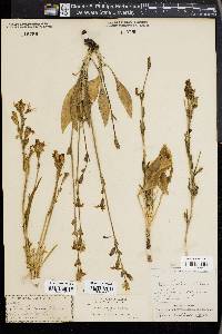 Silene pectinata image