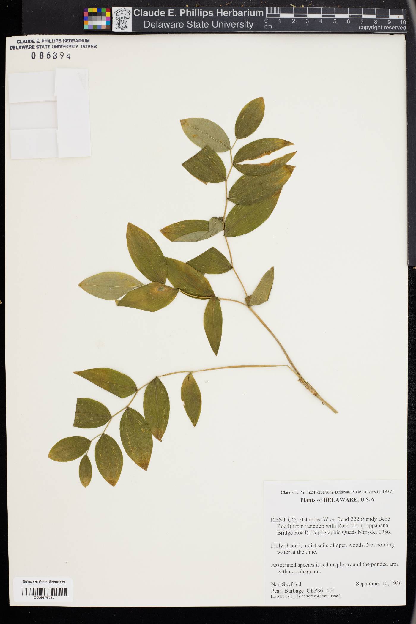 Convallariaceae image