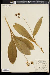 Clintonia borealis image