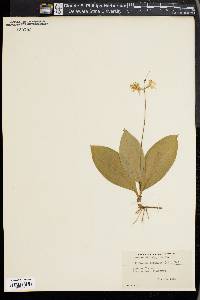 Clintonia borealis image