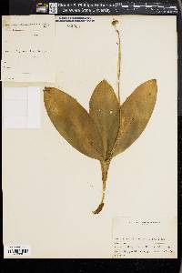 Clintonia borealis image