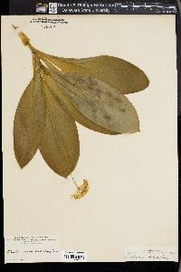 Clintonia umbellulata image