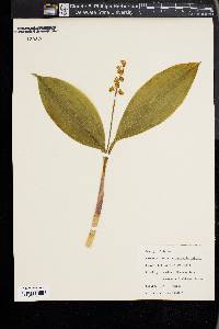 Convallaria majalis image