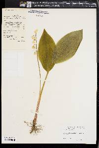 Convallaria majalis image