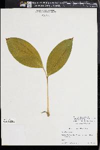 Convallaria majalis image