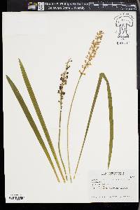 Liriope muscari image