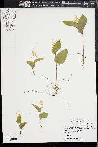 Maianthemum canadense image