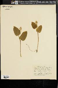 Maianthemum canadense image