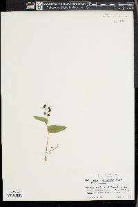 Maianthemum canadense image