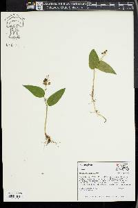 Maianthemum canadense image