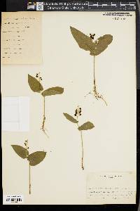 Maianthemum canadense image