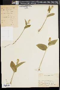 Maianthemum canadense image