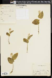 Maianthemum canadense image