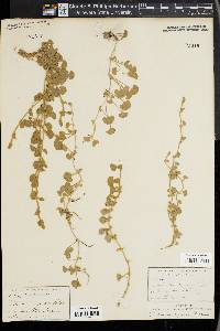 Dichondra argentea image